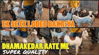 TOP QUALITY LODED BAKRIYA EK DHAMAKEDAR RATE ME BANGLOW GOAT FARM MUMBAI MUMBRA @msqvlogs5186