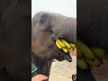 record the life moments of elephants. elephants eat bread. wonderful animals.