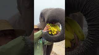 Record the life moments of elephants. Elephants eat bread. Wonderful animals.