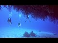 cobia cage dive eleuthera bahamas june 2024 . diving off the aquacat liveaboard.