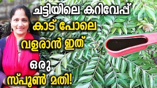 ചട്ടിയിലെ കറിവേപ്പ് കാട് പോലെ വളരാൻ ഇത് ഒരു സ്പൂൺ മതി!Curry leaves Krishi in pot Malayalam