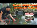 BUAYA BERENANG DIKOLAM !!! HAMPIR DIGIGIT ARWANA