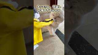 ネッコの動画見てニヤけたら負けwww #猫 #猫動画 #猫のいる暮らし #ねこ #かわいい #ペット #2ch動物スレ