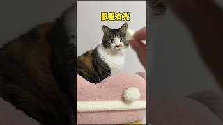 冻干一丢，眼里有光！【海藻爱麻麻】#vlog #狸花猫