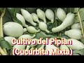 Conozcamos un poco del Cultivo del pipan (Cucurbita Mixta) 👨🏻‍🌾🌱