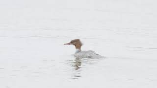 Goosander / Merganser Female Call (Mergus merganser) - Sounds like a frog - Northern Sweden 2022 4k