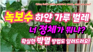 녹보수 하얀 가루 벌레, 너 정체가 뭐냐? China Doll's white powdery worm, what are you?