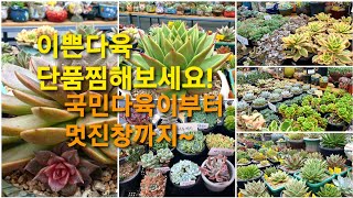 이쁜다육 국민다육부터 멋진창까지 골라보세요! #마르스 #미녀와야수 #패리도트 #천국의계단 #로또 #로시아 #엑설런트 #달맞이 #천자단 #피델리오 #트럼펫핑키