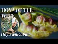 In love with the adorable fuzzy flowers of Hoya amicabilis | Hoya of the Week