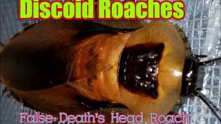 Discoid Roaches, Blaberus discoidalis Care.