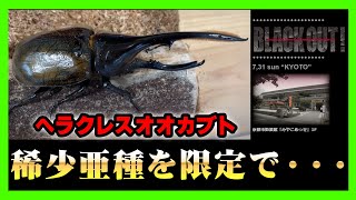 【限定】ヘラクレスオオカブト亜種を7月31日に京都で開催されるブラックアウトでインセクトディスカバリーで提供していたヘラクレス亜種を超お得に手にできる方法をお伝えします！