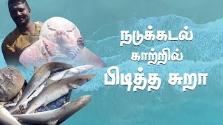 நடுக்கடல் காற்றில் பிடித்த சுறா மீன்கள்