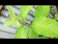 ግራዋ ቅጠል ጥቅም bitter leaf vernonia amygdalina benefits