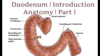 Duodenum | Introduction | Anatomy | Part 1