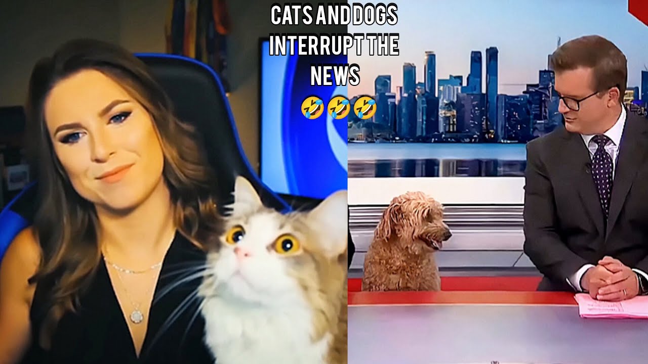 Funny Cats And Dogs Interrupt The News ёяу ёяшв Youtube