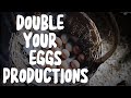 5 Proven Tips to Double Your Chicken Egg Production