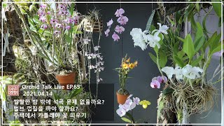 [화이 오키드 Live EP.65] 밤에 추운데 석곡 문제 없는지? | 벌브 껍질은 까줘야 할까요? | 주택에서 카틀레야 꽃 피우기│물주기 노하우