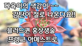 창다육이 키우기 화색이 점 점 강열해지는 다육이 종류들 블러드퀸 홍상생술 프랭크 아메스트로