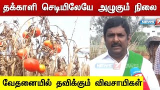 தக்காளிக்கு உரிய விலை கிடைக்காததால் விவசாயிகள் வேதனை | Tomato | Farmers