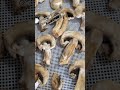 DEHYDRATING MUSHROOMS | Testing Food Preservation Techniques | Food Science | #shorts