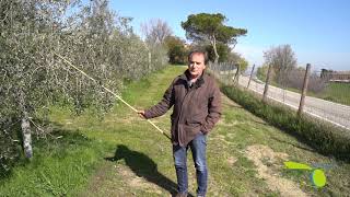 Videotutorial III: La potatura dell'olivo in campo - Vaso Monoconico