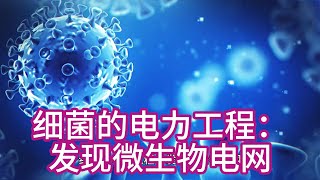 细菌的电力工程：发现微生物电网 #科学 #knowledge #冷知识