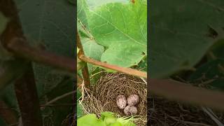 పత్తి చెట్టు పై పిట్ట గూడు 🥰😍#new #birds #viralvideo #nest #good #nice