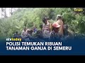 Polisi Gerebek Ladang Ganja di Hutan Taman Nasional Bromo, 4 Tersangka Ditangkap | NTV TODAY