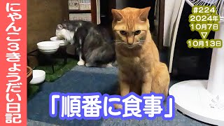 にゃんこ3きょうだい日記 #224 Diary of 3Cats [Oct.7-13/2024]