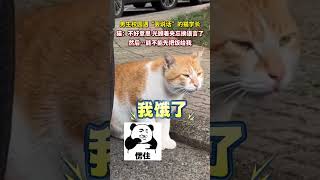 男生校園遇“會說話”的貓學長。貓：不好意思，光顧著夾忘換語言了……