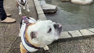 【おはぶる】猛犬のイメージを払拭するべく、イメージアップキャンペーンを行うブルドッグのぶるまる\u0026まるこ