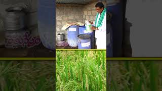 చేనంత పచ్చగా.. వాడేది ఇవే #farming #agriculture #manure #raitunestham