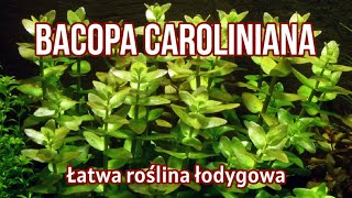 Bakopa Karolińska / Bacopa Caroliniana Łatwa roślina łodygowa do AKWARIUM