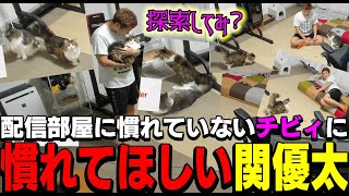 【猫】愛猫チビィに配信部屋を好きになって探索して欲しい関優太【関優太/切り抜き】