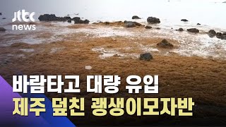 1년치 넘는 괭생이모자반, 한 달 만에 제주 유입…벌써 5900톤 / JTBC 아침\u0026