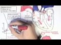 Cardiology - Relationship of conduction system, ventricular contraction and ECG