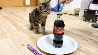 子猫の目の前でメントスコーラをやるとこうなりますw