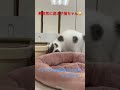 遊ぶ仕草がめっちゃかわいい【子猫】kitten・ちゃんの仕草が可愛い過ぎる♪「♯shorts」