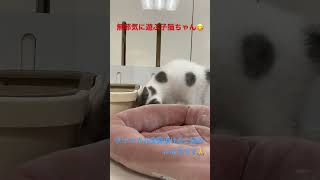 遊ぶ仕草がめっちゃかわいい【子猫】kitten・ちゃんの仕草が可愛い過ぎる♪「♯Shorts」