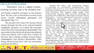 XII Zoology - Life Cycle of Plasmodium