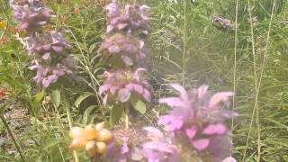 Monardas,  Lemon bee balm, Spotted bee balm, and Wild bergamot,  Freestone County, Texas