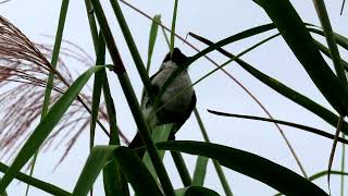 Canon PowerShot SX70 HS Zoom Test of Birds