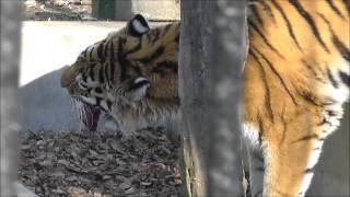 2013年12月7日　おびひろ動物園　アムールトラ　マオ