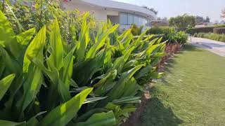 Landscape Shrubs close look and surrounding area.