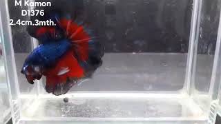 (KM-1376)Blue Fancy Butterfly Halfmoon Male Betta