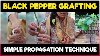 Black pepper Grafting method