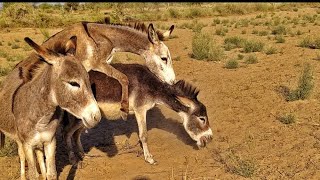 Donkey Enjoying my home. Donkeys masti