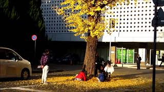 北の丸公園の紅葉・2017年12月2日