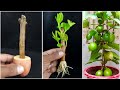 Best skill for grow guava plant from cutting at home || Easy method for gardening