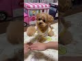 手を乗せるチャレンジ！！【癒し犬】